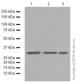 Anti-Cdk4 antibody [EPR4513-32-7](AB108357)
