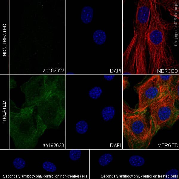 Akt1 Ps473 Akt2 Ps474 Akt3 Ps472 Antibody Epr18853 Ab192623  Immunocytochemistry Immunofluorescence Img91267