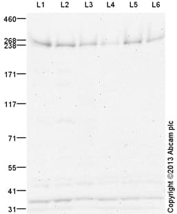 Anti-NG2 antibody(AB129051)