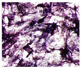 Alkaline Phosphatase Staining Kit(AB284936)
