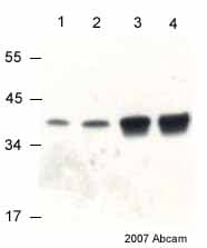 Anti-VDAC1/Porin + VDAC3 antibody [20B12AF2](AB14734)