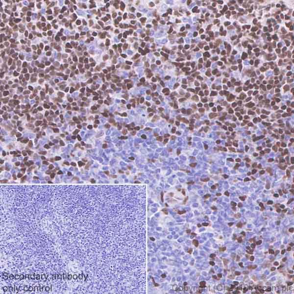 Anti-MEF2C antibody [EPR19089-202] - BSA and Azide free(AB231859)