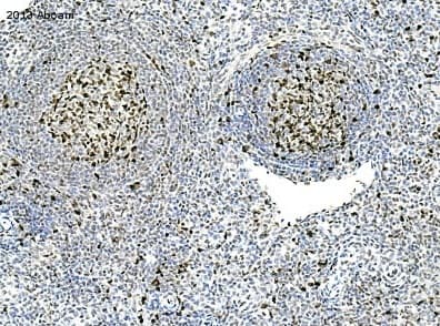 Anti-PCNA antibody(AB18197)