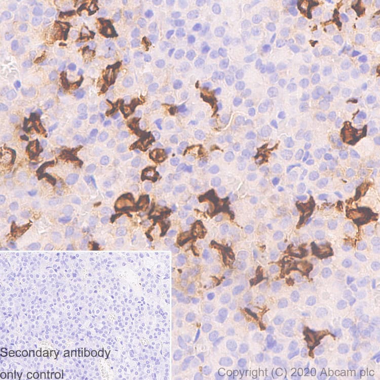 Anti-ACTH antibody [AH26] - BSA and Azide free(AB212734)