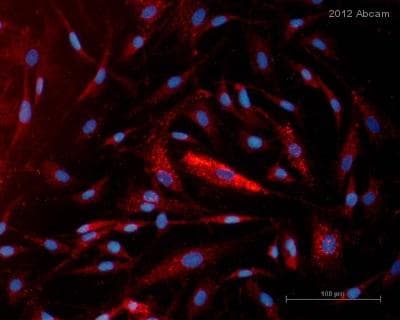Anti-CD90 / Thy1 antibody [MRC OX-7] - Hematopoietic Stem Cell Marker(AB225)
