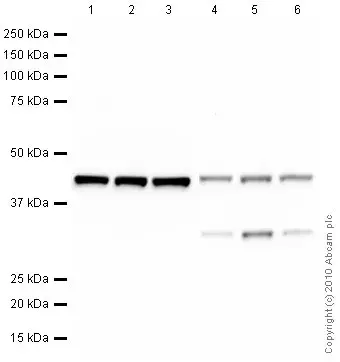 Anti-beta Actin antibody [mAbcam 8226] - Loading Control(AB8226)