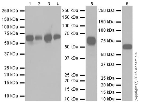 Anti-Albumin antibody [EPR20195](AB207327)