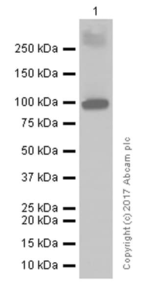 Anti-ATG9A antibody [EPR2450(2)](AB108338)