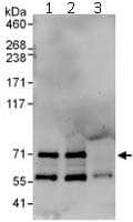 Net1 Antibody Ab113202  Immunoprecipitation Img61755