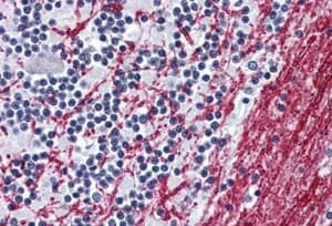 Anti-Mu Opioid Receptor antibody - N-terminal(AB140911)