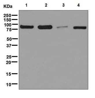 Anti-Calnexin antibody [EPR3633(2)] - ER Membrane Marker(AB133615)