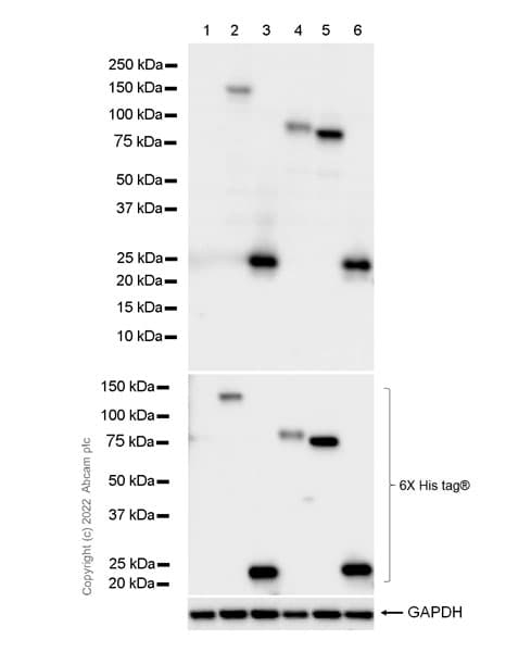Anti-Myc tag antibody [Hyper-myc](AB289981)