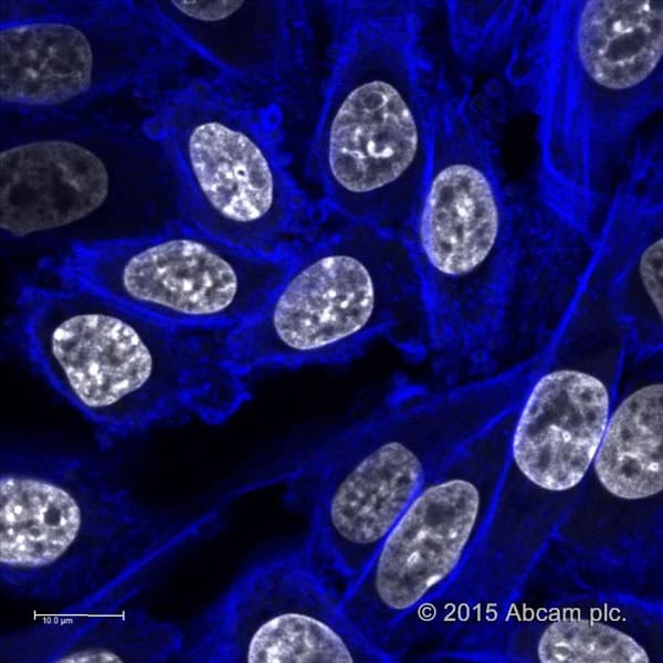 Phalloidin Ifluor 405 Reagent Ab176752  Immunocytochemistry Immunofluorescence Img23695