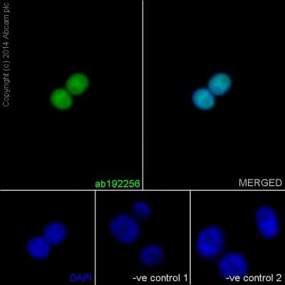 Anti-RUNX2 antibody [EPR14334](AB192256)