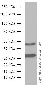 Anti-Cathepsin D antibody [EPR3057Y](ab75852)