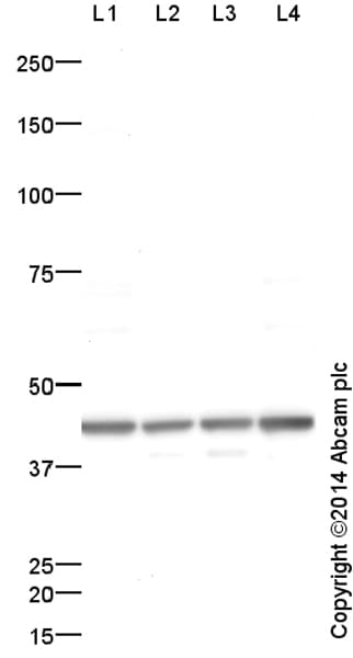 Anti-Actin antibody - Loading Control(AB1801)