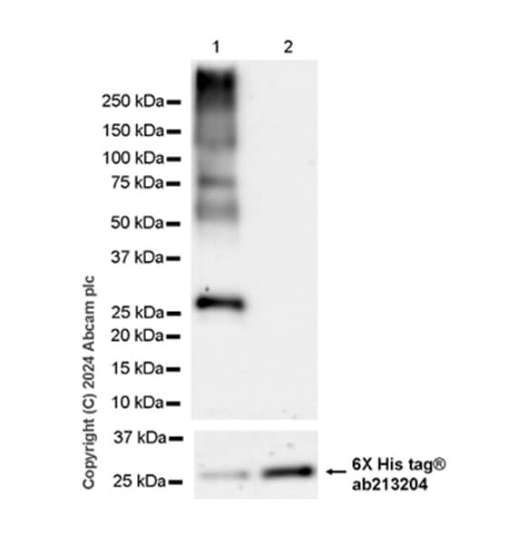 Anti-NNMT antibody [EPR29205-77] - BSA and Azide free