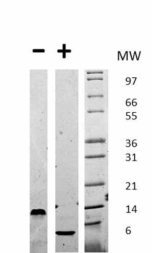 Recombinant mouse EGF protein(AB72994)