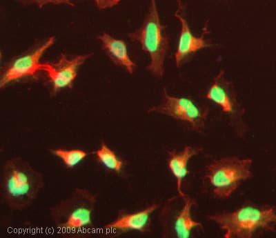 Crebbp Acetyl K1535 Antibody Ab61242  Immunocytochemistry Immunofluorescence Img131587