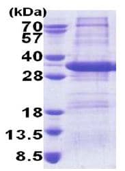Recombinant Human STX17 protein(AB171699)