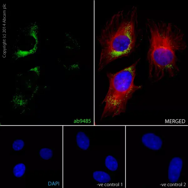 Anti-GAPDH antibody - Loading Control(AB9485)