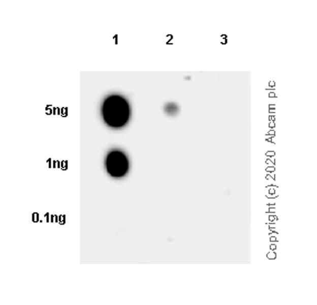 Human Histone H3.3 (Mutated G34W, G34V, G34R) Antibody Panel(AB274410)