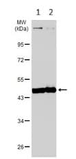 Creatine Kinase B Type Antibody Ab151579  Western Blot Img452164