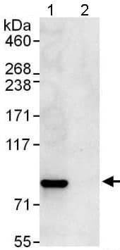 Anti-Cyclin T1 antibody(AB176702)