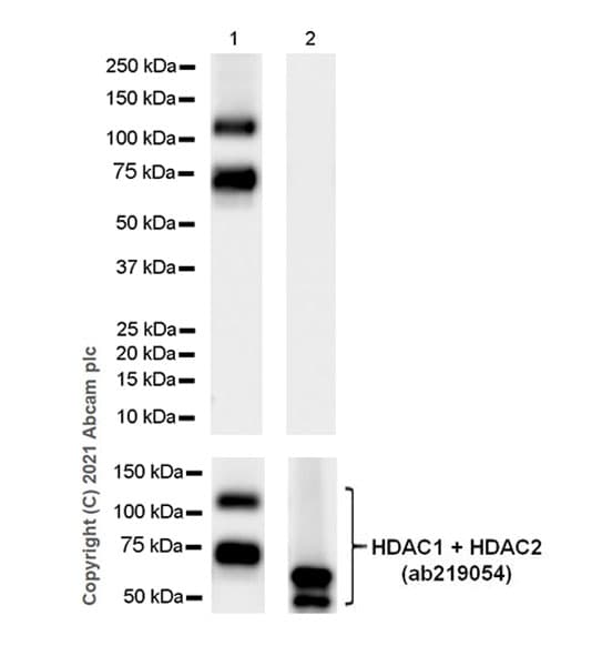 Anti-HDAC1 antibody [EPR23847-170](AB280198)