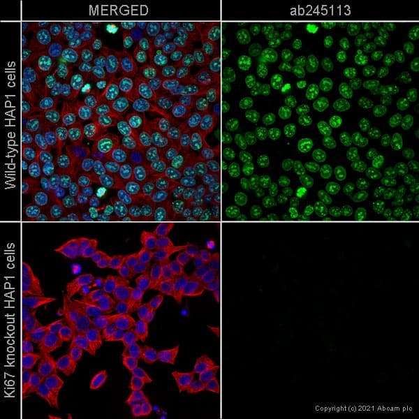 Anti-Ki67 antibody [37C7-12](AB245113)