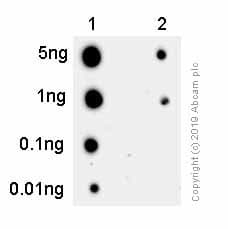 Anti-RPA32/RPA2 (phospho T21) antibody [EPR2846(2)](AB109394)