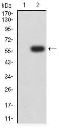 Anti-Dynamin 2 antibody [3F5C7](AB233732)