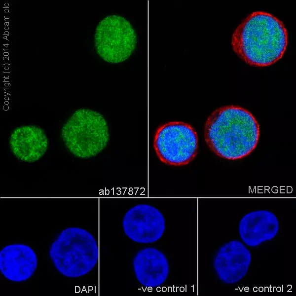 Anti-LEF1 antibody [EPR2029Y](AB137872)