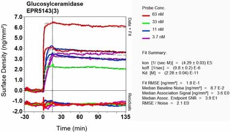 Anti-GBA antibody [EPR5143(3)] - BSA and Azide free(AB215260)