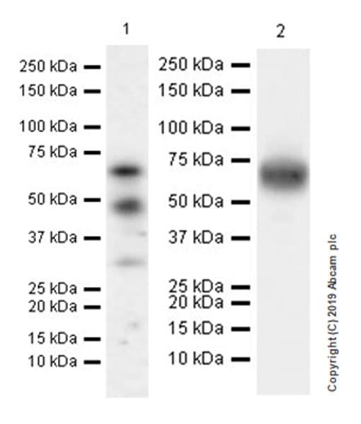 Factor Ix Ptc Antibody Epr22846 238 Ab255824  Western Blot Img23515