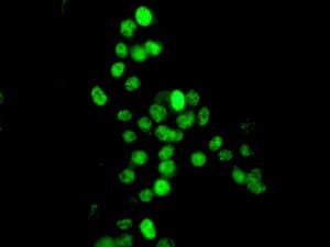 Anti-Histone H2A.Z antibody [EPR6171(2)(B)] - ChIP Grade(AB150402)