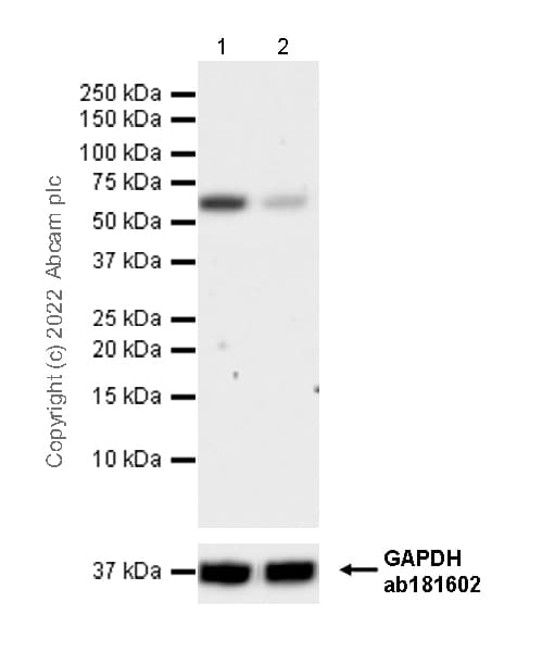 Anti-Yes antibody [1/Yes] - BSA and Azide Free(AB305328)