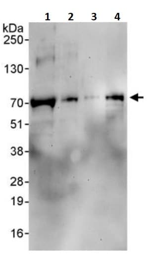 Cdc6 Antibody Ab245447  Western Blot Img117299