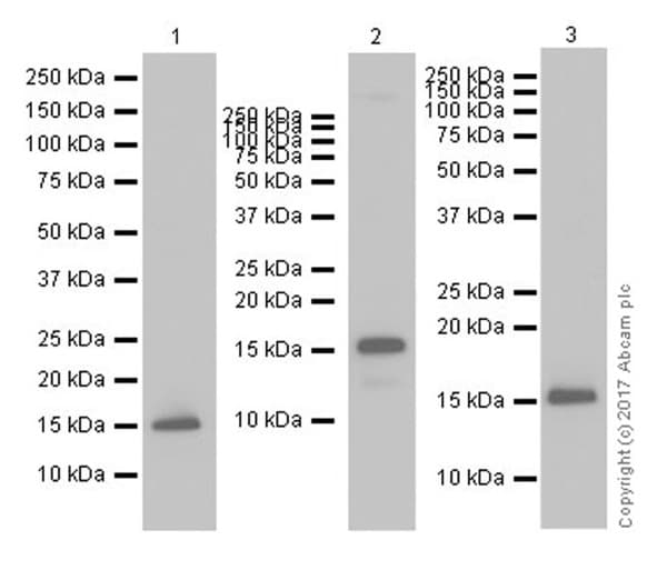 Anti-Histone H3 (tri methyl K4) antibody [EPR20551-225] - ChIP Grade(AB213224)