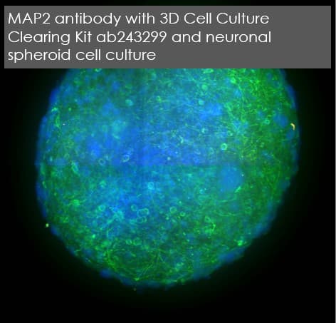 Anti-MAP2 antibody [EPR19691](AB183830)