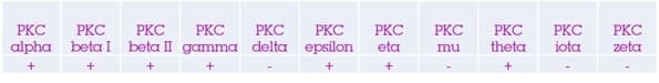 Pkc Antibody Epr16898 Ab179522  Western Blot Img3834