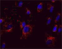 Anti-Mitofilin antibody [2E4AD5] - Mitochondrial Marker(AB110329)