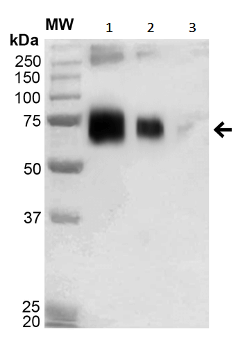 Anti-Acrolein antibody [2H2](AB240906)