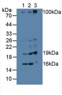 Anti-TDH antibody(ab233402)