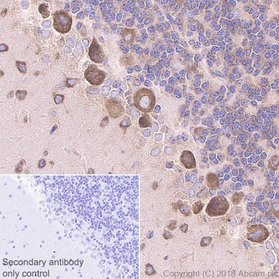 Anti-RPS6 antibody [EPR22168] - Ribosome Marker(AB225676)