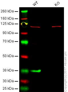 Anti-Junctional Adhesion Molecule 1/JAM-A antibody [EP1042Y] - BSA and Azide free(AB232338)