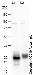 Anti-Prosurfactant Protein C antibody(ab90716)