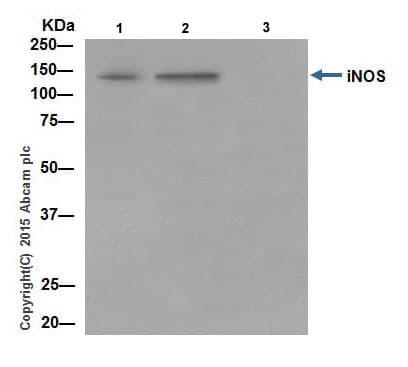 Anti-iNOS antibody [EPR16635](AB178945)