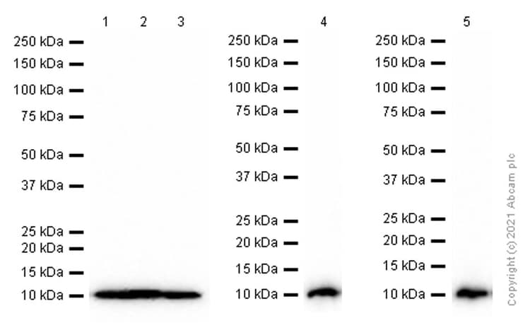 S100 Alpha 6 Pra Antibody Epr13084 69 Bsa And Azide Free Ab250543  Western Blot Img168486