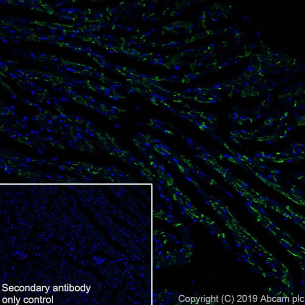 Anti-Connexin 43 / GJA1 antibody [EPR22955-101] - Intercellular Junction Marker(AB235585)